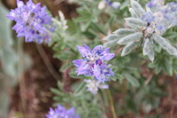 Canon EOS REBEL T2i, 2011:06:27 11:46:25 -- 1/160 sec, f/6.3.  No Flash, Compulsory.5184x3456 Off.