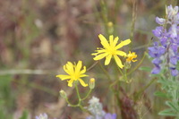 Canon EOS REBEL T2i, 2011:06:27 11:46:37 -- 1/400 sec, f/7.1.  No Flash, Compulsory.5184x3456 Off.