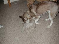 dscn1019.jpg(722699 bytes) -- NIKON-E990,  2003:02:13 01:49:04,  [2048 x 1536],  fl=Y,  f= 8.2mm,  exptime=0.008 s  (1/120),  f/2.5
