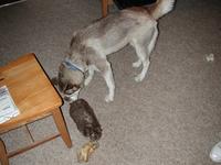 dscn0715.jpg(714399 bytes) -- NIKON-E990,  2002:07:10 20:45:11,  [2048 x 1536],  fl=Y,  f= 8.2mm,  exptime=0.008 s  (1/120),  f/2.5