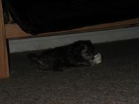 dscn0719.jpg(627760 bytes) -- NIKON-E990,  2002:07:10 20:46:27,  [2048 x 1536],  fl=Y,  f=23.4mm,  exptime=0.008 s  (1/120),  f/4.0