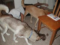 dscn0720.jpg(724080 bytes) -- NIKON-E990,  2002:07:10 20:47:41,  [2048 x 1536],  fl=Y,  f= 8.2mm,  exptime=0.008 s  (1/120),  f/2.5