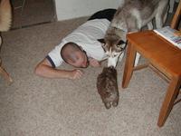 dscn0721.jpg(719976 bytes) -- NIKON-E990,  2002:07:10 20:47:50,  [2048 x 1536],  fl=Y,  f= 8.2mm,  exptime=0.008 s  (1/120),  f/2.5