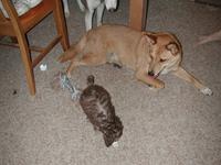 dscn0723.jpg(732783 bytes) -- NIKON-E990,  2002:07:10 20:49:24,  [2048 x 1536],  fl=Y,  f= 8.2mm,  exptime=0.008 s  (1/120),  f/2.5