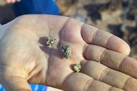 IMG00445.jpg(805065 bytes) -- SIGMA-SIGMA SD9,  2004:03:31 17:17:57,  [2268 x 1512],  fl=N,  f=52.0mm,  exptime=0.004 s  (1/250),  f/11.0