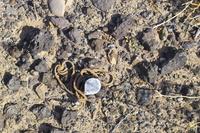 IMG00475.jpg(2105897 bytes) -- SIGMA-SIGMA SD9,  2004:04:01 09:49:38,  [2268 x 1512],  fl=N,  f=39.0mm,  exptime=0.004 s  (1/250),  f/8.0