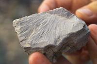 IMG00511.jpg(1153269 bytes) -- SIGMA-SIGMA SD9,  2004:04:02 10:27:44,  [2268 x 1512],  fl=N,  f=70.0mm,  exptime=0.002 s  (1/500),  f/8.0