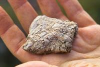 IMG00512.jpg(1015583 bytes) -- SIGMA-SIGMA SD9,  2004:04:02 10:28:25,  [2268 x 1512],  fl=N,  f=70.0mm,  exptime=0.003 s  (1/350),  f/6.7