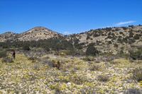 IMG00535.jpg(1788916 bytes) -- SIGMA-SIGMA SD9,  2004:04:02 14:29:25,  [2268 x 1512],  fl=N,  f=24.0mm,  exptime=0.002 s  (1/500),  f/11.0