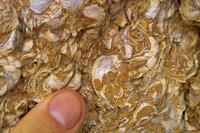 IMG00575.jpg(1459198 bytes) -- SIGMA-SIGMA SD9,  2004:04:03 11:11:37,  [2268 x 1512],  fl=N,  f=70.0mm,  exptime=0.017 s  (1/60),  f/16.0