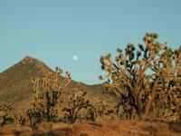 DSCN0282.JPG(674494 bytes) -- NIKON-E990,  2001:08:01 19:24:03,  [2048 x 1536],  fl=N,  f=19.3mm,  exptime=0.007 s  (1/137),  f/5.6