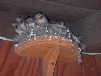 DSCN0309.JPG(666467 bytes) -- NIKON-E990,  2001:08:05 10:15:10,  [2048 x 1536],  fl=Y,  f=21.5mm,  exptime=0.008 s  (1/120),  f/3.8