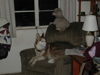 E990, 2005:01:21 22:21:29 -- 2/239 sec, f/3.3.  Flash.2048x1536 NORMAL .