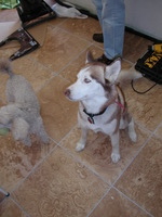 E990, 2005:01:31 11:19:14 -- 10/499 sec, f/2.5.  Flash.2048x1536 NORMAL .