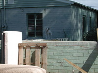 E990, 2005:02:05 13:33:07 -- 5/1076 sec, f/7.7.  No Flash.2048x1536 NORMAL .