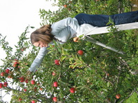 114_1485.JPG(1466428 bytes) -- Canon-Canon PowerShot G3,  2003:09:26 14:11:08,  [2272 x 1704],  fl=N,  f=15.8mm  (35mm equivalent: 80mm),  exptime=0.0020 s  (1/500),  f/4.0