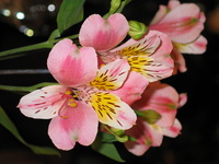 Canon PowerShot G3, 2003:07:29 23:09:47 -- 1/60 sec, f/3.0.  Flash, Auto, Red-Eye Reduce.2272x1704 Red-Eye Reduction (Auto).