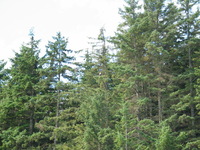 Canon PowerShot G3, 2003:07:31 16:32:26 -- 1/200 sec, f/4.0.  Flash, Compulsory, Red-Eye Reduce.2272x1704 Red-Eye Reduction (On).