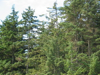 Canon PowerShot G3, 2003:07:31 16:32:56 -- 1/250 sec, f/4.0.  Flash, Compulsory, Red-Eye Reduce.2272x1704 Red-Eye Reduction (On).