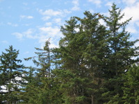 Canon PowerShot G3, 2003:07:31 16:34:09 -- 1/250 sec, f/6.3.  Flash, Compulsory, Red-Eye Reduce.2272x1704 Red-Eye Reduction (On).