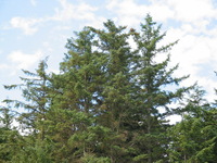 Canon PowerShot G3, 2003:07:31 16:39:25 -- 1/250 sec, f/4.5.  Flash, Compulsory, Red-Eye Reduce.2272x1704 Red-Eye Reduction (On).