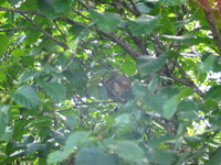 Canon PowerShot G3, 2003:07:31 17:27:16 -- 1/80 sec, f/4.0.  Flash, Compulsory, Red-Eye Reduce.2272x1704 Red-Eye Reduction (On).