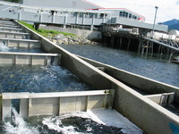 Canon PowerShot G3, 2003:07:31 19:20:56 -- 1/500 sec, f/4.0.  No Flash, Auto.2272x1704 Red-Eye Reduction (Auto).