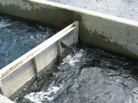 Canon PowerShot G3, 2003:07:31 19:26:02 -- 1/200 sec, f/4.0.  No Flash, Auto.2272x1704 Red-Eye Reduction (Auto).