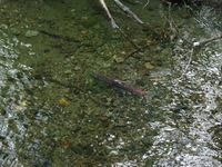 Canon PowerShot G3, 2003:07:31 20:29:40 -- 1/60 sec, f/3.0.  Flash, Auto, Red-Eye Reduce.2272x1704 Red-Eye Reduction (Auto).