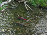 Canon PowerShot G3, 2003:07:31 20:29:54 -- 1/60 sec, f/3.0.  Flash, Auto, Red-Eye Reduce.2272x1704 Red-Eye Reduction (Auto).