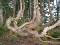 Canon PowerShot G3, 2003:07:31 21:50:25 -- 1/60 sec, f/2.0.  Flash, Auto, Red-Eye Reduce.2272x1704 Red-Eye Reduction (Auto).