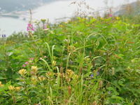 Canon PowerShot G3, 2003:07:31 22:05:52 -- 1/100 sec, f/4.0.  No Flash, Compulsory.2272x1704 Off.