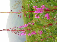 Canon PowerShot G3, 2003:07:31 22:07:19 -- 1/80 sec, f/4.0.  No Flash, Compulsory.2272x1704 Off.