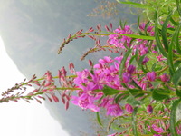 Canon PowerShot G3, 2003:07:31 22:08:31 -- 1/100 sec, f/4.0.  No Flash, Compulsory.2272x1704 Off.