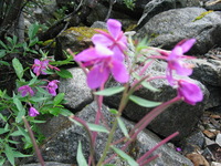 Canon PowerShot G3, 2003:08:01 14:10:57 -- 1/60 sec, f/4.0.  No Flash, Auto.2272x1704 Red-Eye Reduction (Auto).