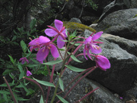 Canon PowerShot G3, 2003:08:01 14:11:36 -- 1/80 sec, f/7.1.  No Flash, Compulsory.2272x1704 Off.