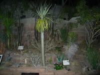 Garden1.jpg(1388999 bytes) -- Canon-Canon PowerShot G3,  2004:02:21 23:57:58,  [2272 x 1704],  fl=Y,  f= 7.2mm  (35mm equivalent: 36mm),  exptime=0.017 s  (1/60),  f/2.0