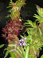 Garden10.jpg(1278318 bytes) -- Canon-Canon PowerShot G3,  2004:02:22 00:07:16,  [2272 x 1704],  fl=Y,  f=14.4mm  (35mm equivalent: 73mm),  exptime=0.017 s  (1/60),  f/2.5