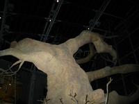 Garden3.jpg(701387 bytes) -- Canon-Canon PowerShot G3,  2004:02:21 23:58:44,  [2272 x 1704],  fl=Y,  f= 7.2mm  (35mm equivalent: 36mm),  exptime=0.017 s  (1/60),  f/2.0