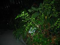 Garden4.jpg(1114033 bytes) -- Canon-Canon PowerShot G3,  2004:02:21 23:59:34,  [2272 x 1704],  fl=Y,  f= 7.2mm  (35mm equivalent: 36mm),  exptime=0.017 s  (1/60),  f/2.0