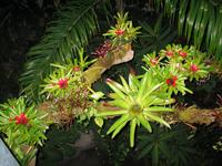 Garden7.jpg(1211503 bytes) -- Canon-Canon PowerShot G3,  2004:02:22 00:06:43,  [2272 x 1704],  fl=Y,  f= 7.2mm  (35mm equivalent: 36mm),  exptime=0.017 s  (1/60),  f/2.0