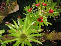 Garden8.jpg(1154461 bytes) -- Canon-Canon PowerShot G3,  2004:02:22 00:06:54,  [2272 x 1704],  fl=Y,  f=14.4mm  (35mm equivalent: 73mm),  exptime=0.017 s  (1/60),  f/2.5