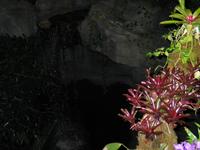 Garden9.jpg(886452 bytes) -- Canon-Canon PowerShot G3,  2004:02:22 00:07:05,  [2272 x 1704],  fl=Y,  f=14.4mm  (35mm equivalent: 73mm),  exptime=0.017 s  (1/60),  f/2.5