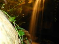 Waterfall2.jpg(637130 bytes) -- Canon-Canon PowerShot G3,  2004:02:22 00:01:54,  [2272 x 1704],  fl=Y,  f= 7.2mm  (35mm equivalent: 36mm),  exptime=4.000 s ,  f/2.0