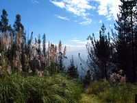 Canon PowerShot G3, 2004:03:22 11:29:56 -- 1/1000 sec, f/4.0.  No Flash, Auto.2272x1704 Red-Eye Reduction (Auto).