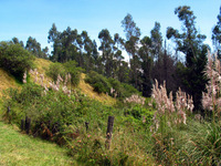 Canon PowerShot G3, 2004:03:22 11:30:02 -- 1/500 sec, f/4.0.  No Flash, Auto.2272x1704 Red-Eye Reduction (Auto).