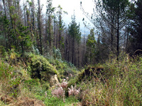 Canon PowerShot G3, 2004:03:22 11:30:54 -- 1/320 sec, f/4.0.  No Flash, Auto.2272x1704 Red-Eye Reduction (Auto).