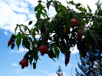 Canon PowerShot G3, 2004:03:22 11:36:44 -- 1/1250 sec, f/4.0.  No Flash, Auto.2272x1704 Red-Eye Reduction (Auto).