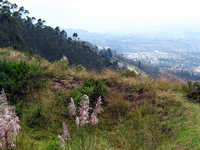 Canon PowerShot G3, 2004:03:22 11:47:31 -- 1/320 sec, f/4.0.  No Flash, Auto.2272x1704 Red-Eye Reduction (Auto).