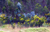 Canon PowerShot G3, 2004:03:22 12:14:18 -- 1/200 sec, f/4.0.  No Flash, Auto.2272x1704 Red-Eye Reduction (Auto).